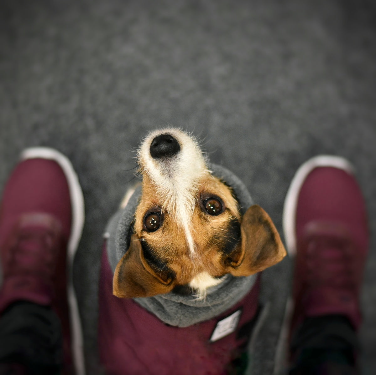 Jack Russell Terrier Dog Gear
