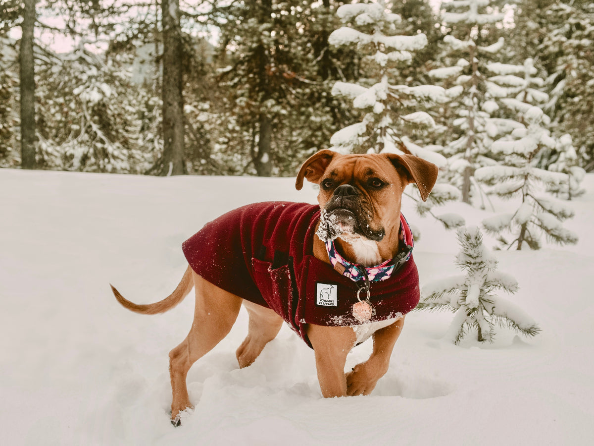 Boxer Dog Gear