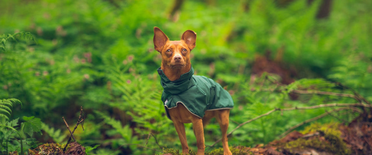 Chihuahua Dog Gear