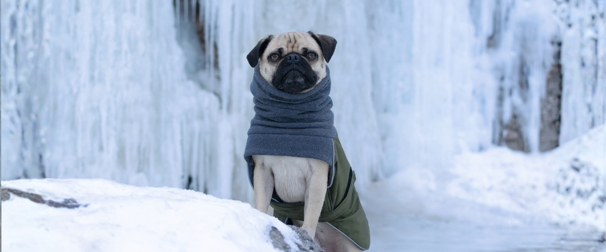 Pug Dog Gear