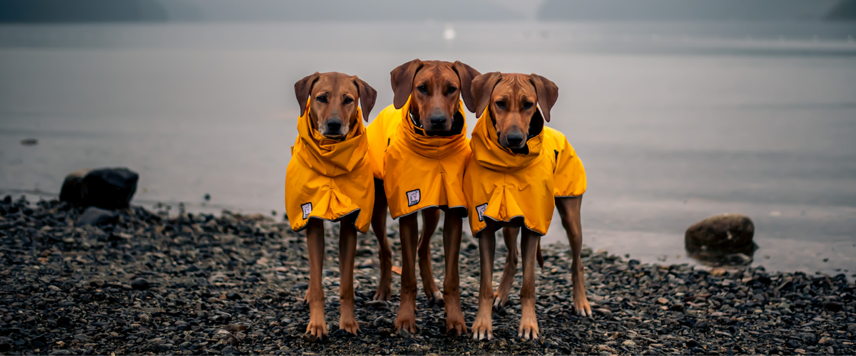K9 Voyager Dog Raincoats