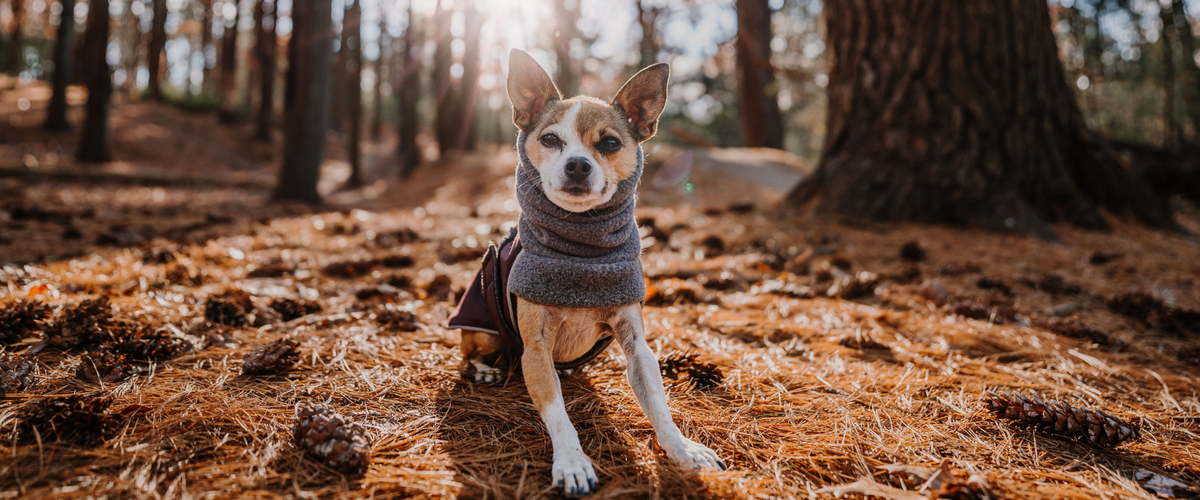 Rat Terrier Dog Gear