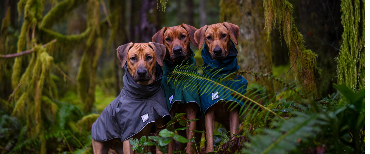 Rhodesian Ridgeback Dog Gear