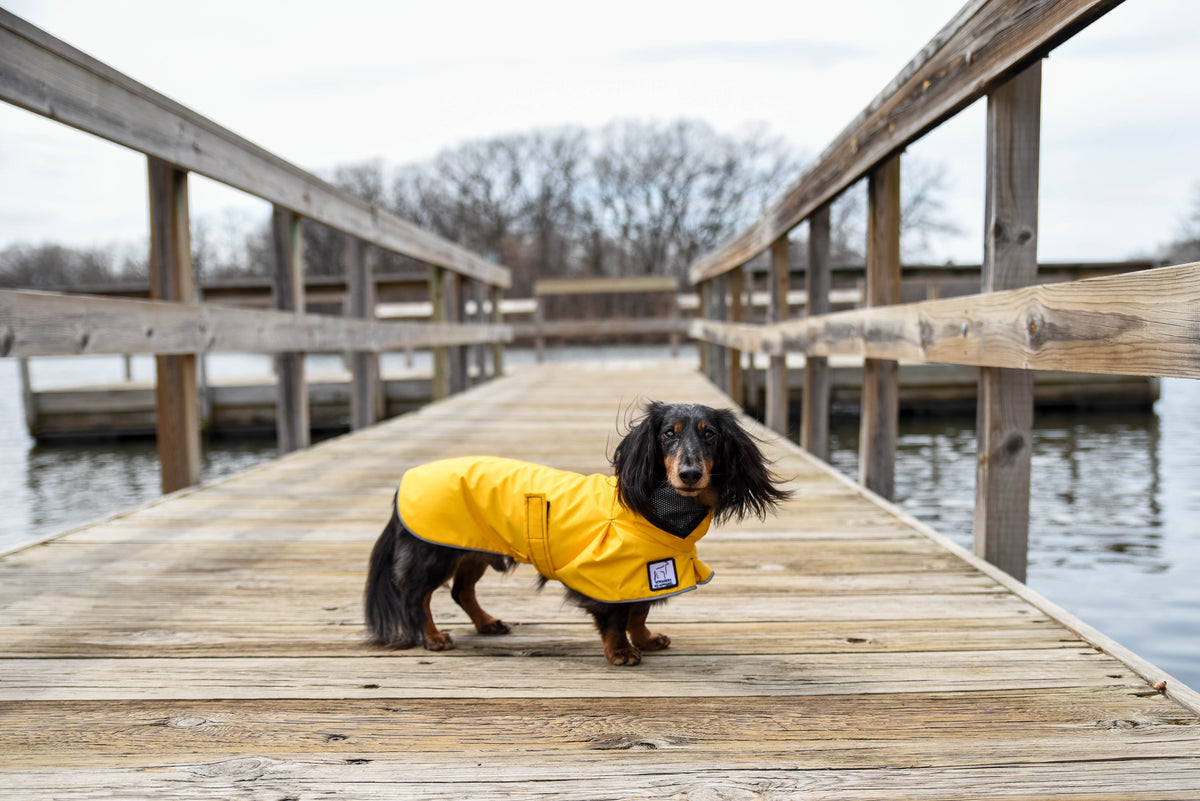 Dachshund Dog Gear
