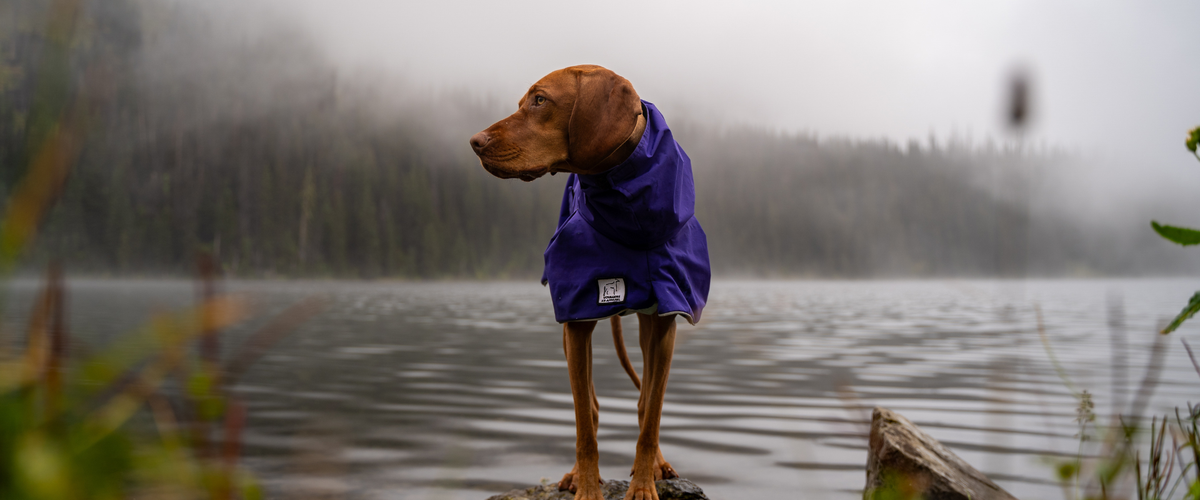 Vizsla Dog Gear