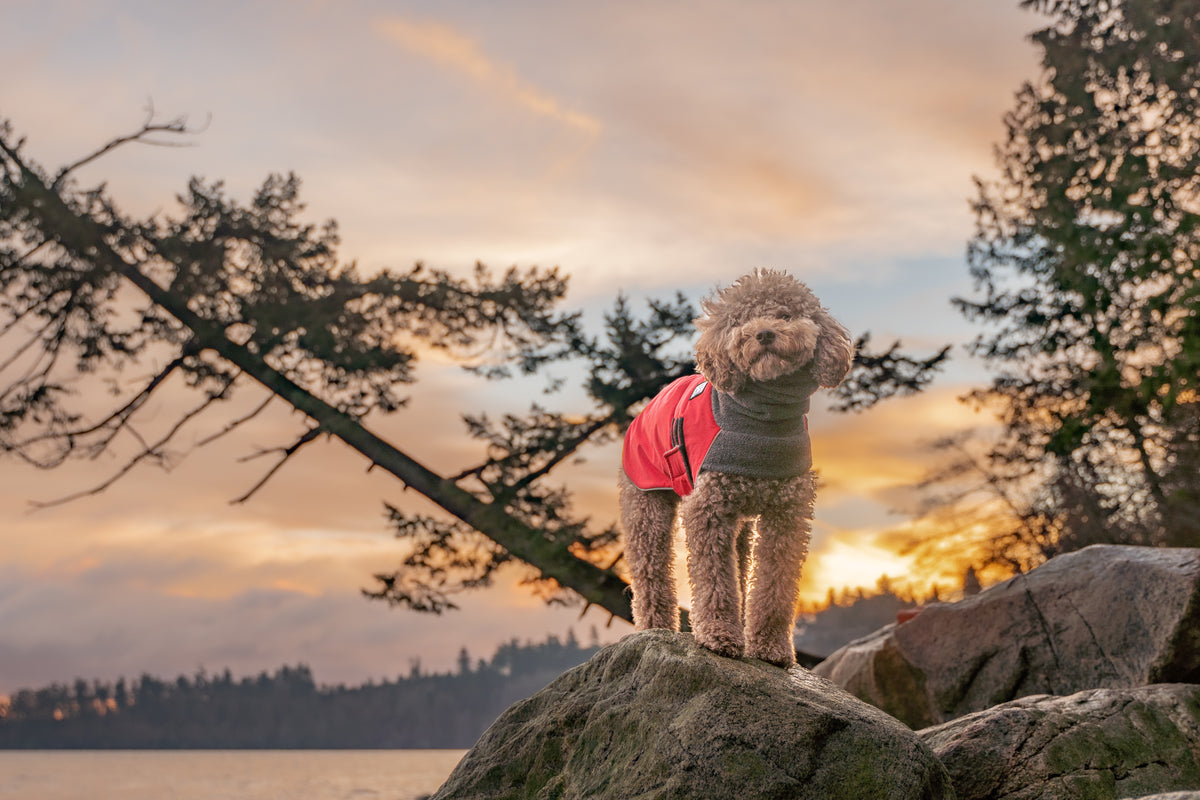 Miniature Poodle Dog Wear