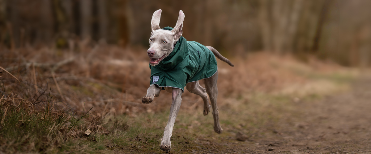 Weimaraner Dog Gear