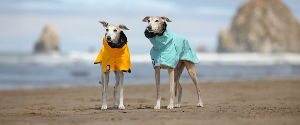 Whippet Dog Gear