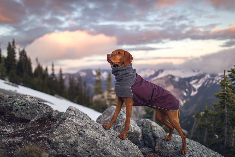 Voyagers Dog Winter Coats