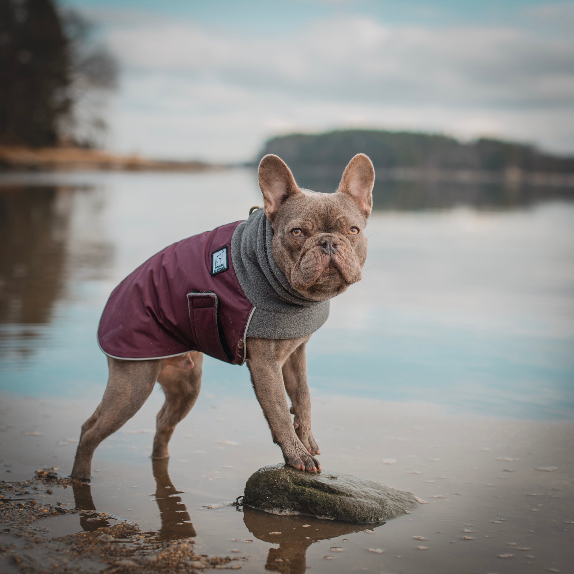 French Bulldog Dog Gear