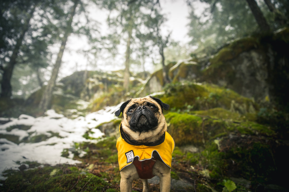 Pug Dog Gear