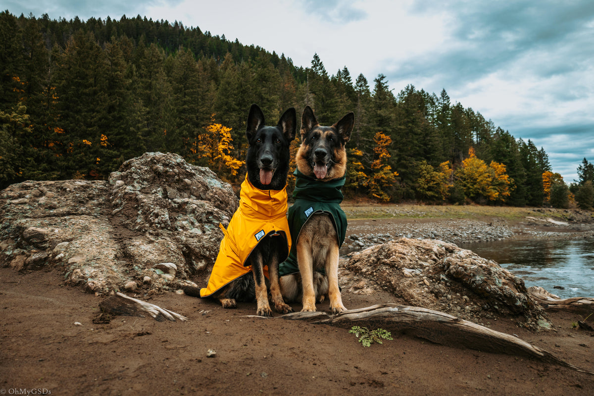 German Shephard Dog Gear