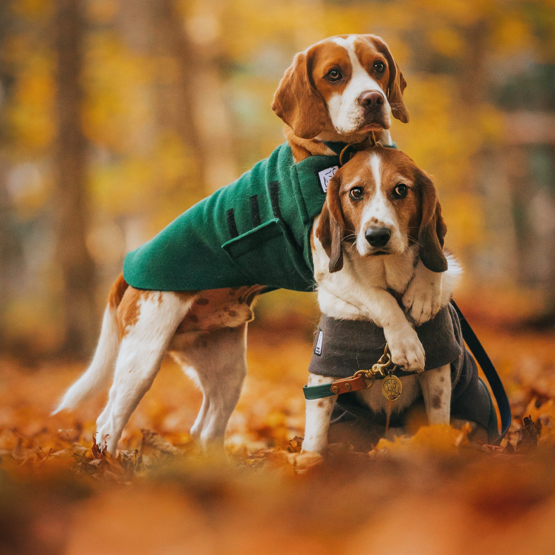 Beagle Coat | Voyagers K9 Apparel