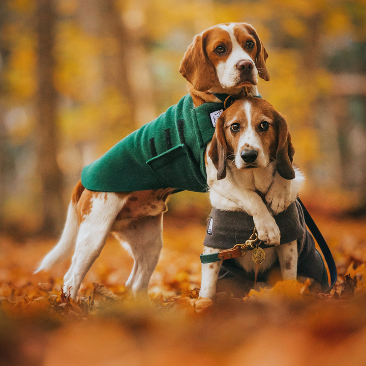 Beagle Coat Voyagers K9 Apparel