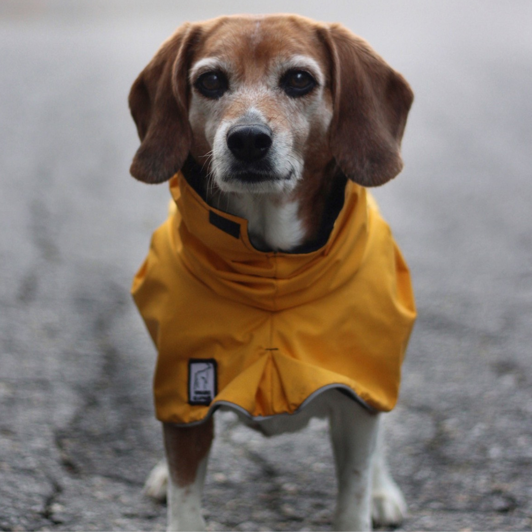 Beagle Coat | Voyagers K9 Apparel