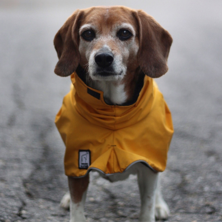 Beagle Coat Voyagers K9 Apparel