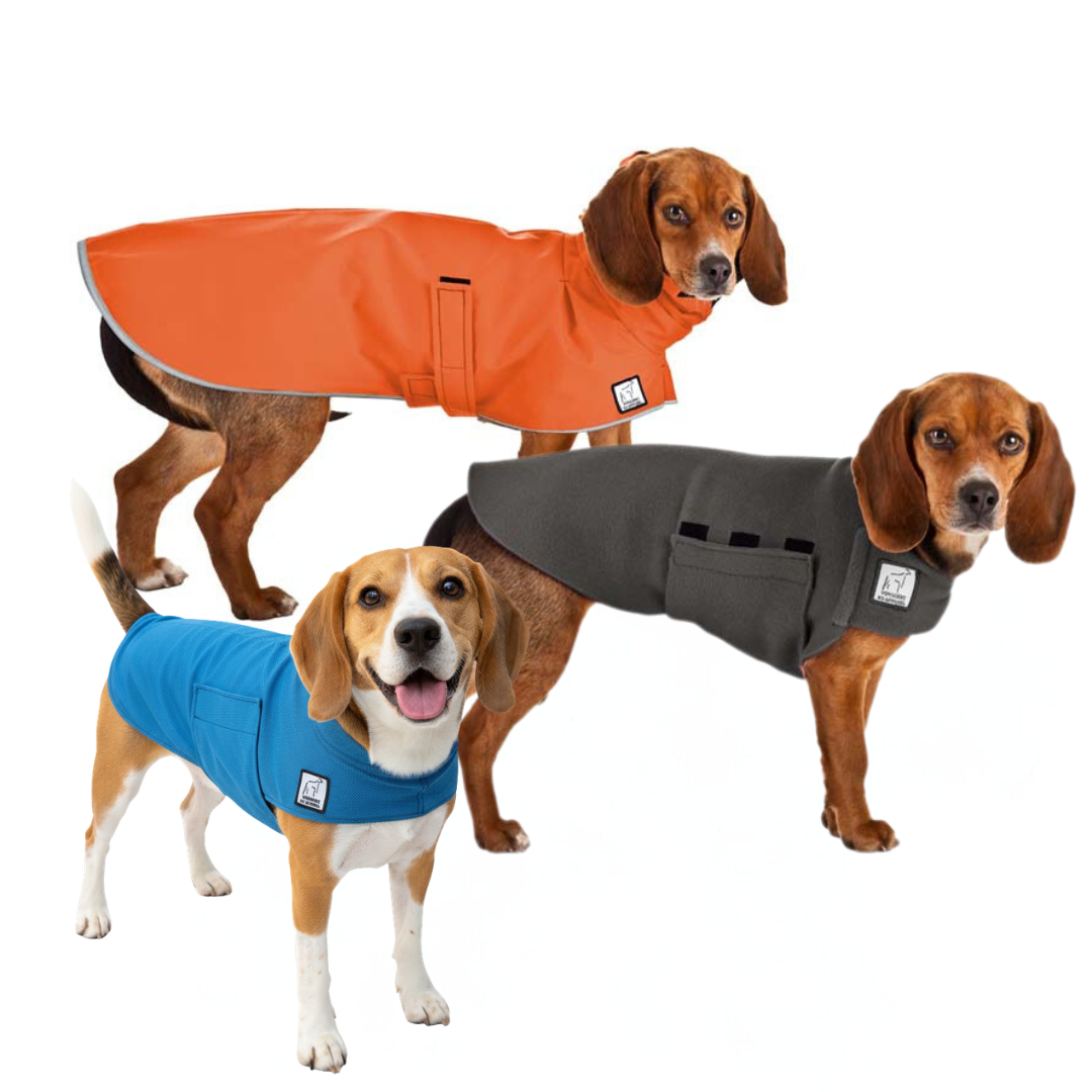 Beagle Nomad Bundle