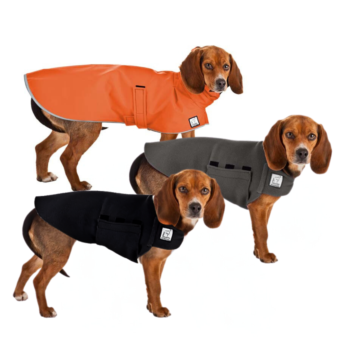 Beagle Wanderer Bundle