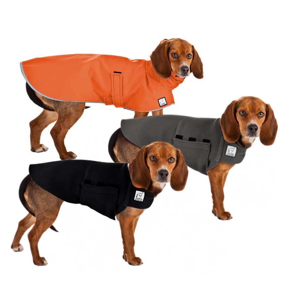 Beagle Fall Essentials Bundle