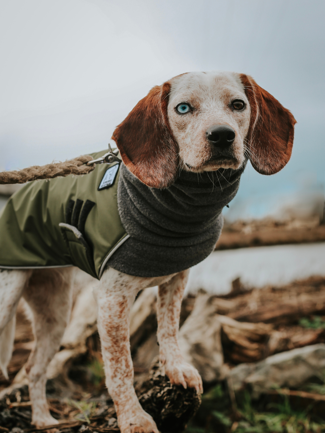 Beagle Coat | Voyagers K9 Apparel