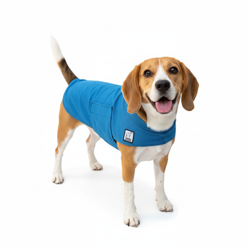Dog wearing a blue coat on a white background