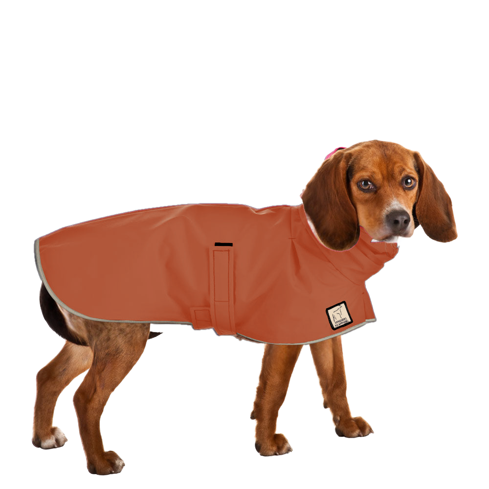 Beagle Raincoat