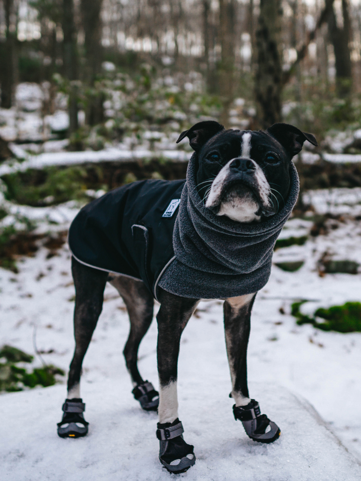 Boston Terrier Dog Gear Voyagers K9 Apparel