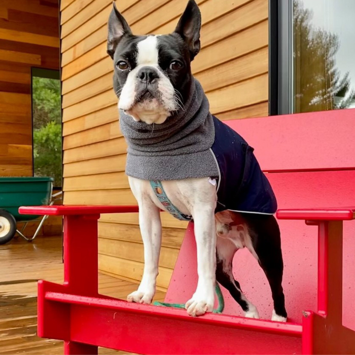 Boston Terrier Dog Gear Voyagers K9 Apparel