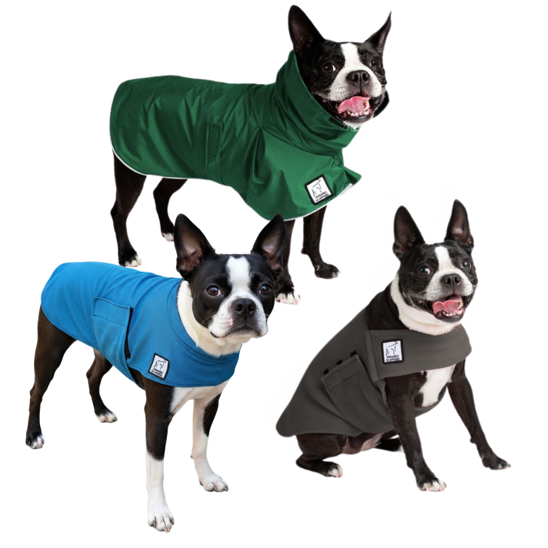 Boston Terrier Nomad Bundle