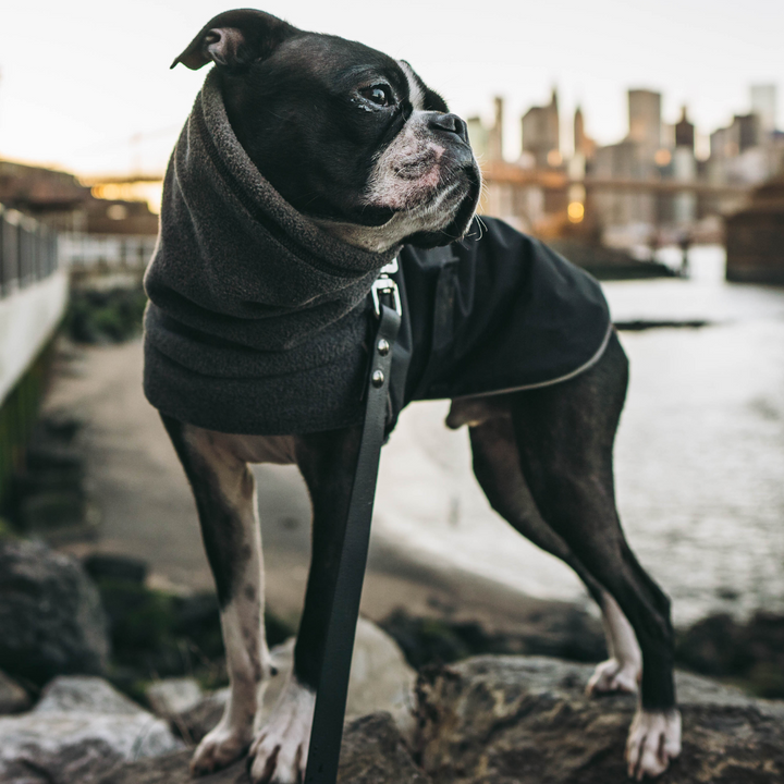 Boston terrier shop jacket