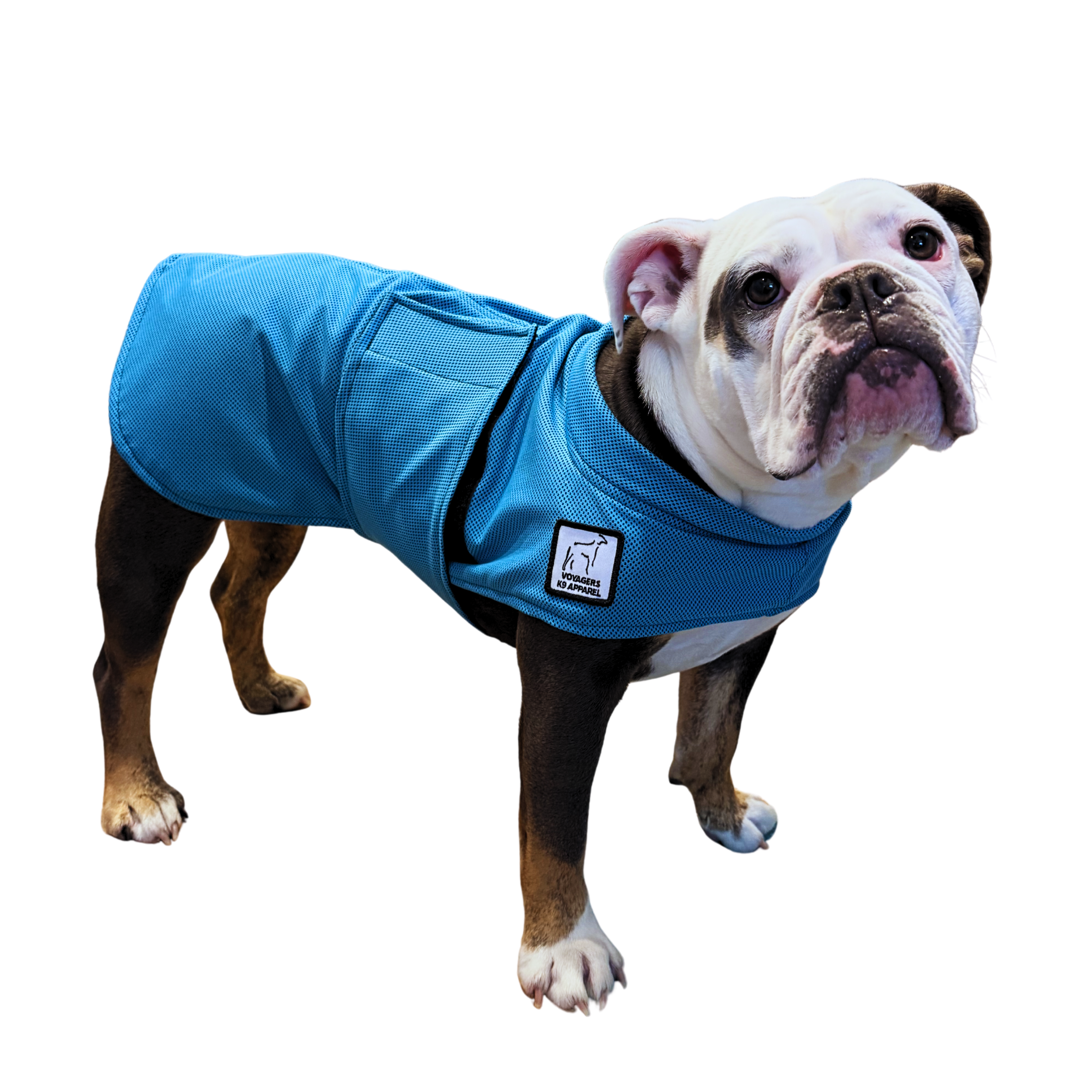 English Bulldog Cooling Coat