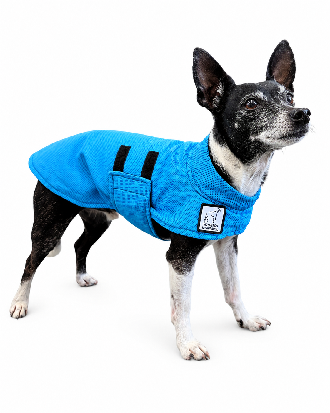 Chihuahua Cooling Coat