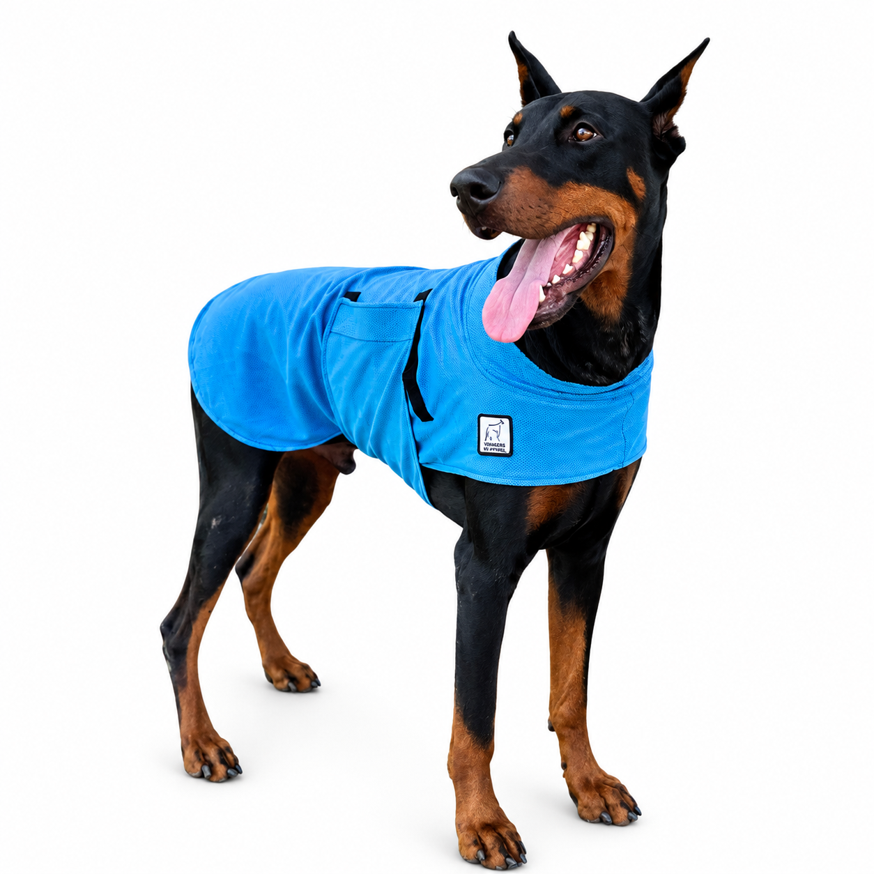 Doberman Pinscher Cooling Coat