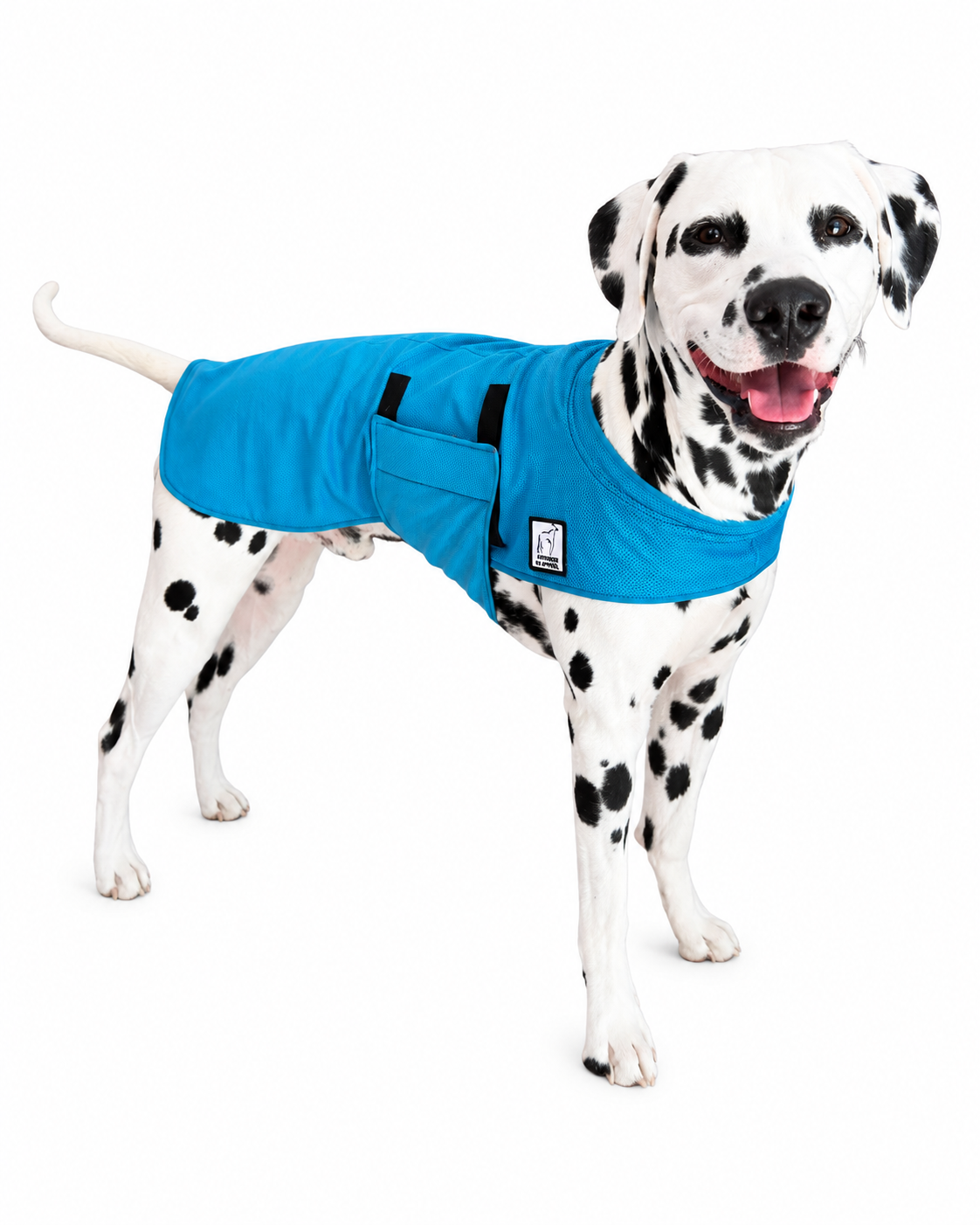 Dalmatian Cooling Coat