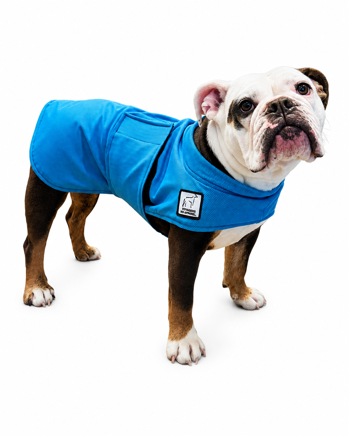 English Bulldog Cooling Coat