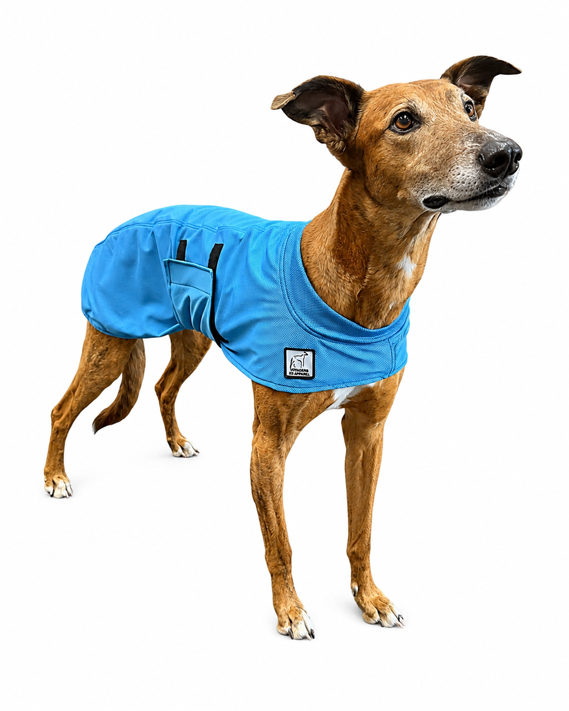 Greyhound Cooling Coat