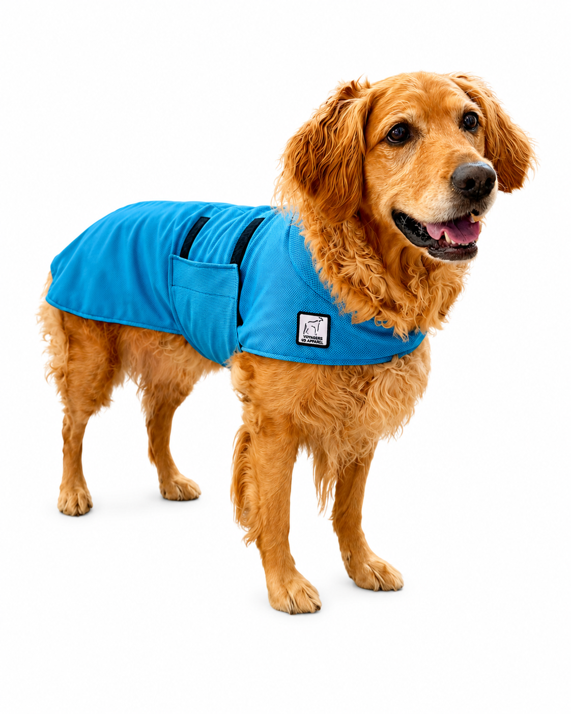 Golden Retriever Cooling Coat
