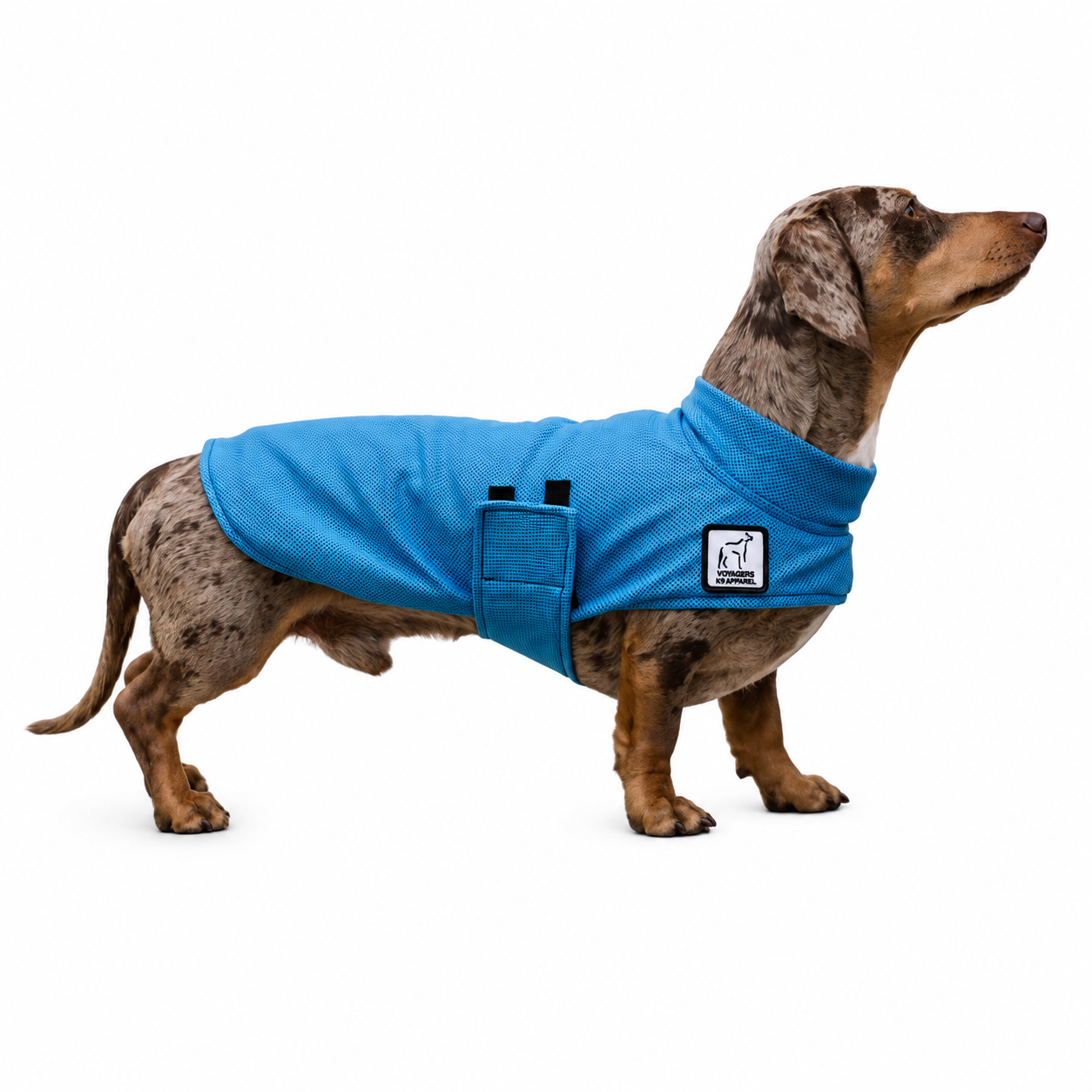 Miniature Dachshund Cooling Coat