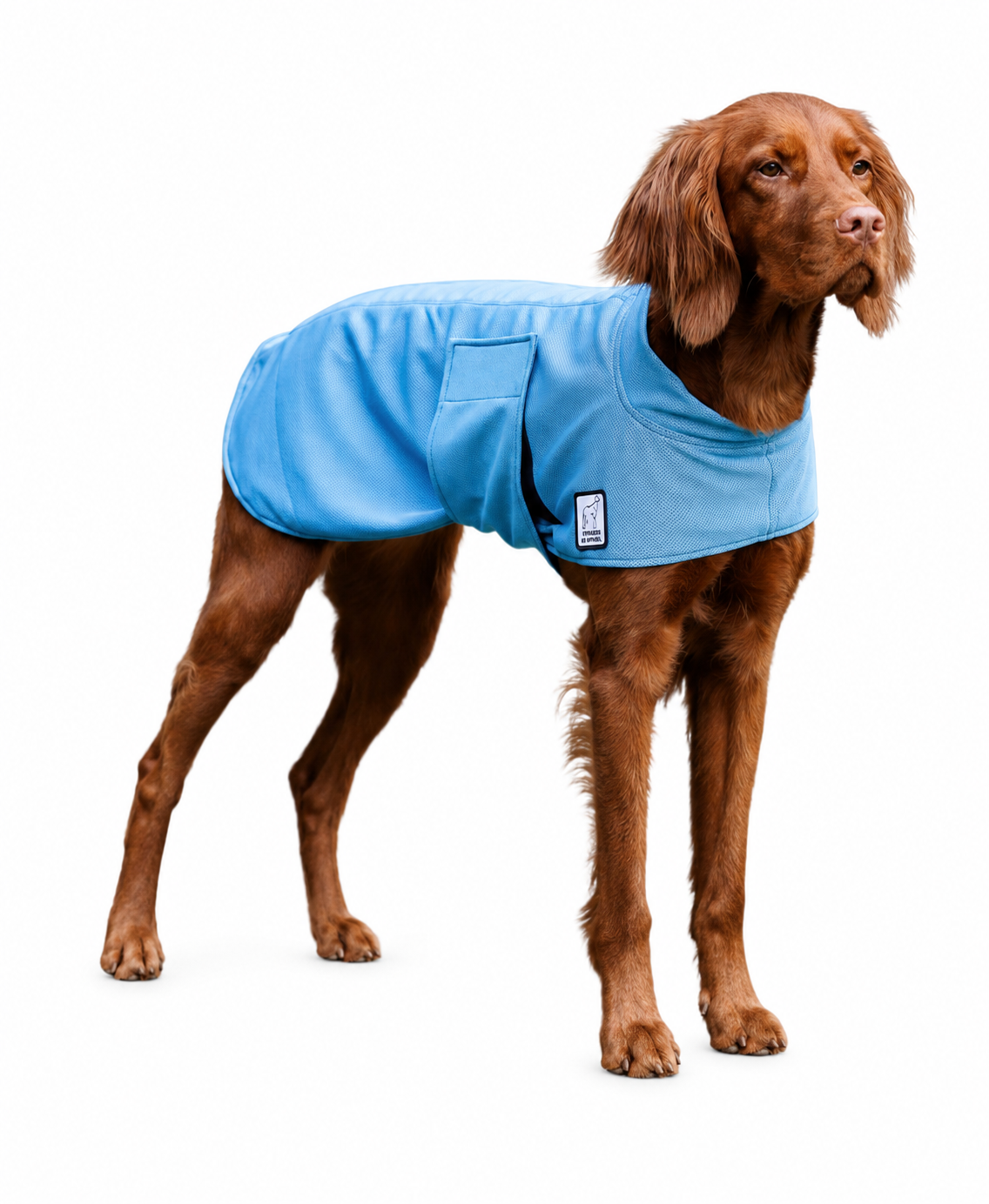 Vizsla Cooling Coat