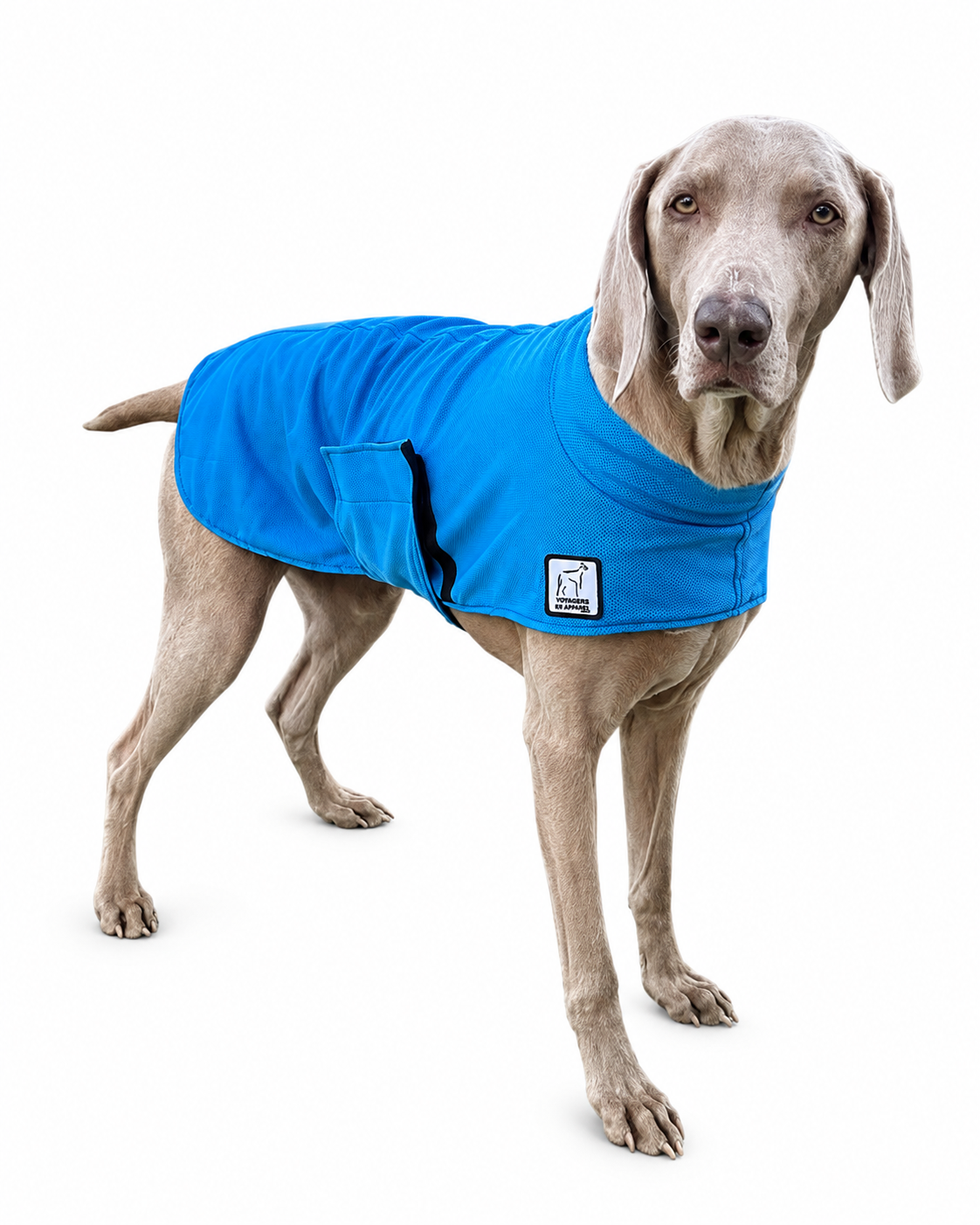 Weimaraner Cooling Coat