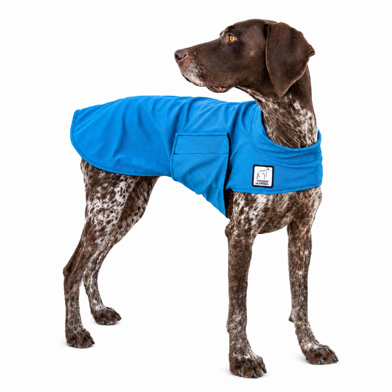 German Shorthaired Pointer Cooling Coat