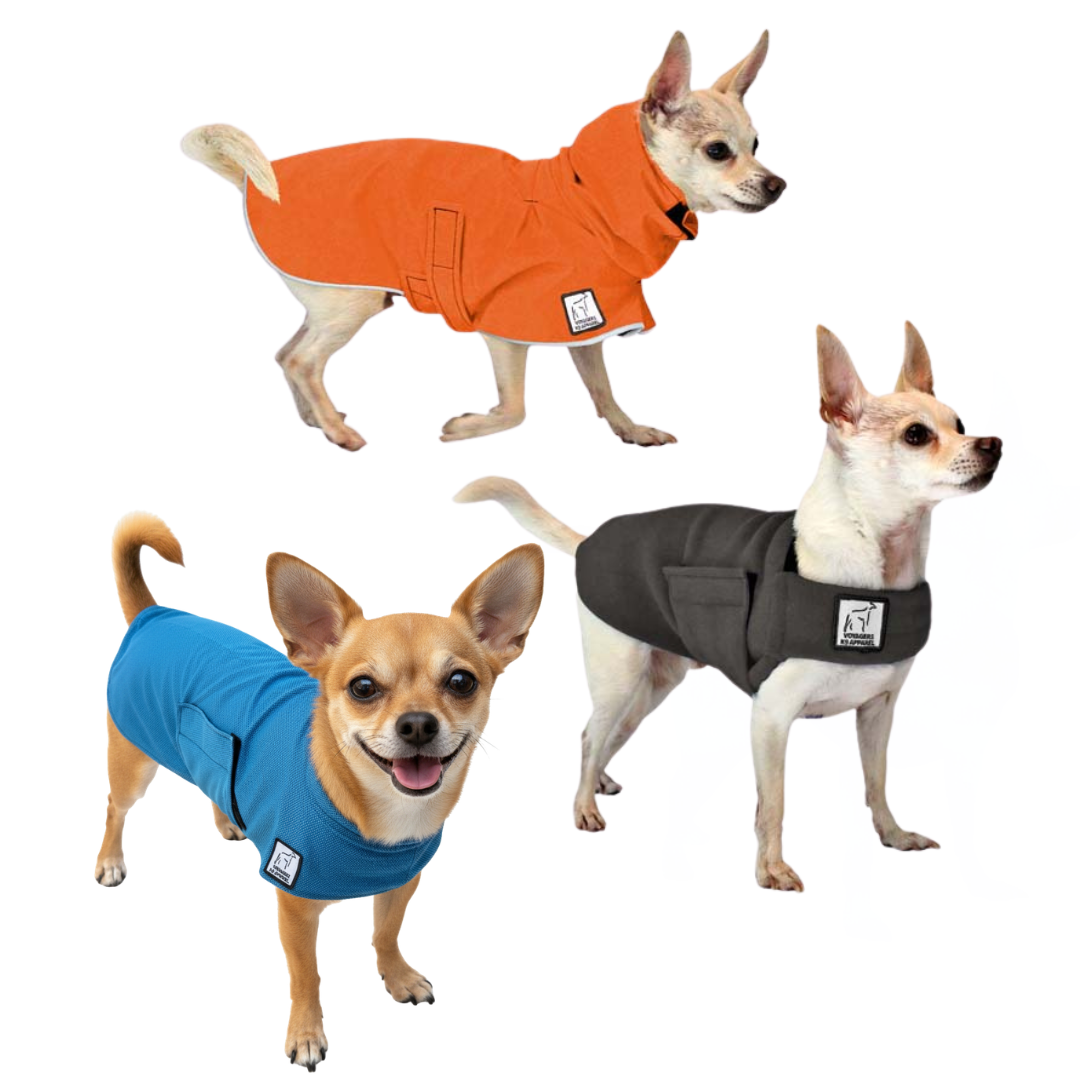 Chihuahua Nomad Bundle