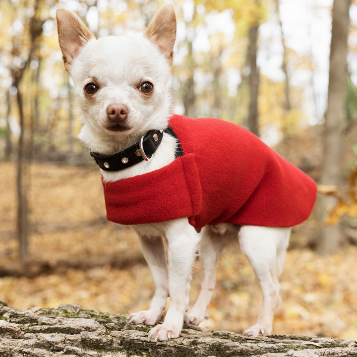 Chihuahua 2025 puffer jacket