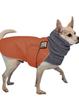 Chihuahua Winter Coat