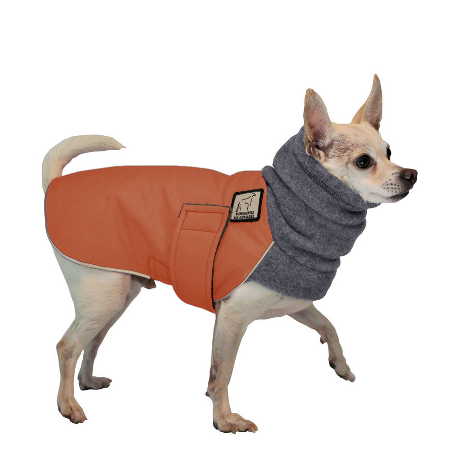 Chihuahua Winter Coat