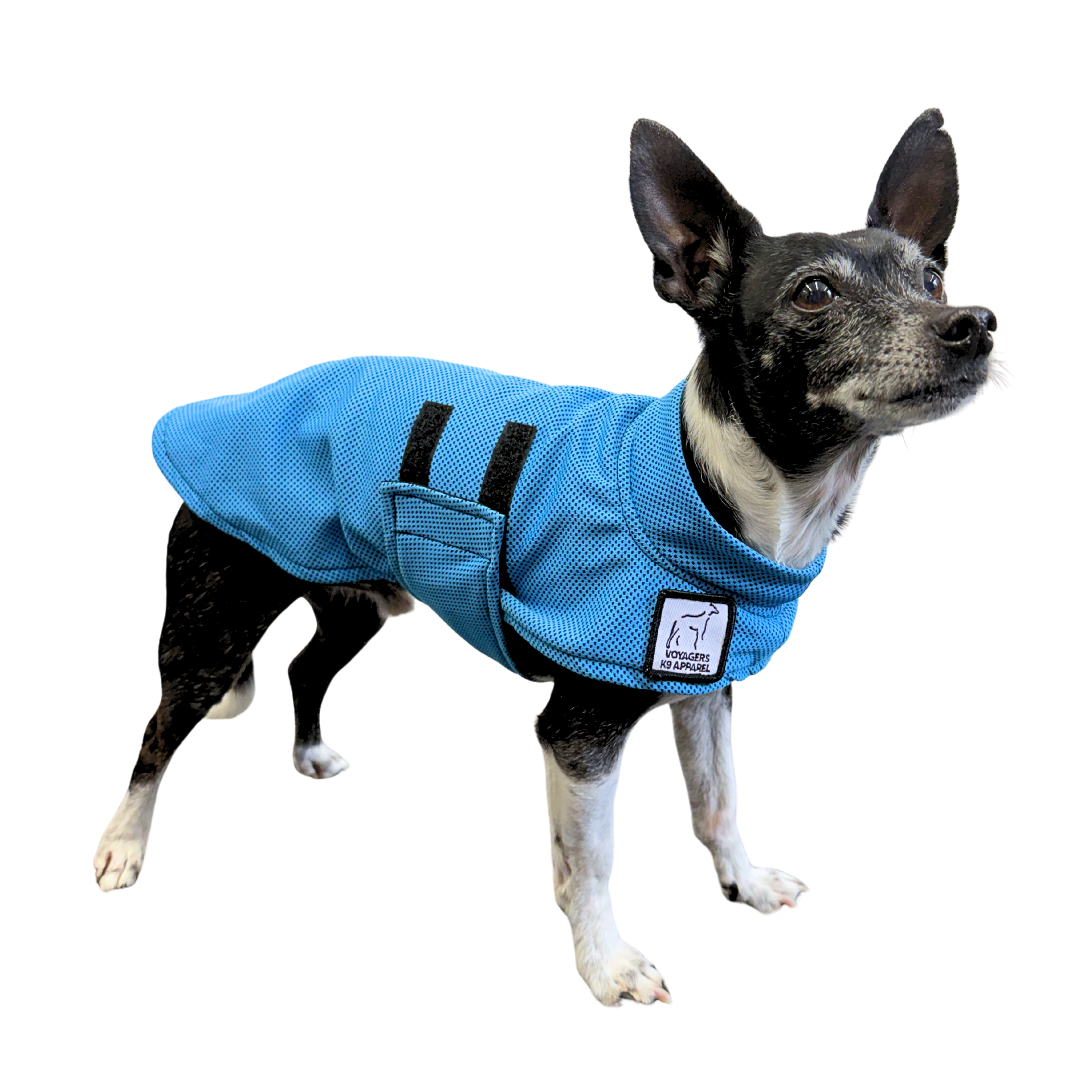 Chihuahua Cooling Coat