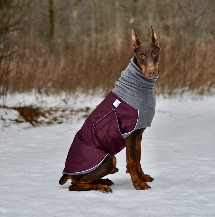 Dog wearing a winter coat in a snowy landscape