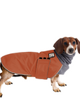 Miniature Dachshund Winter Coat