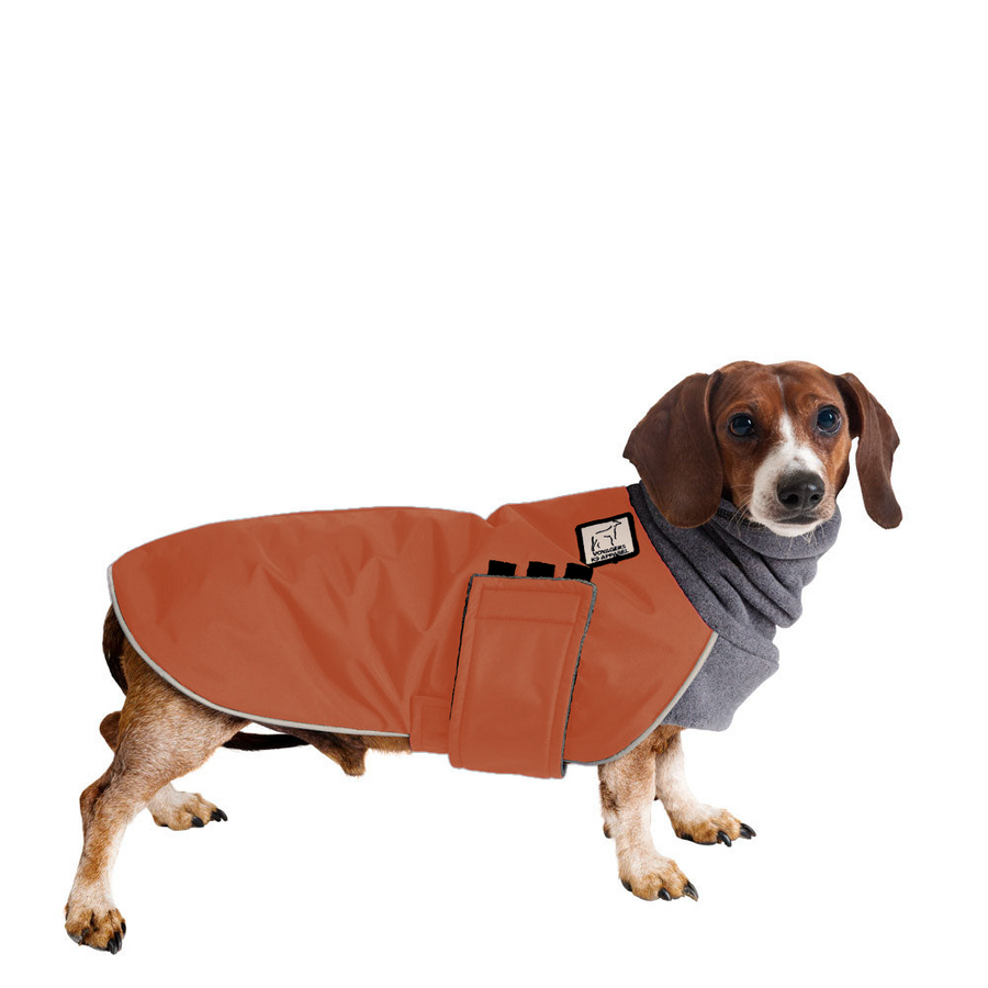 Miniature dachshund winter coats hotsell