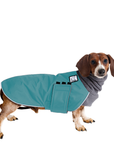 Miniature Dachshund Winter Coat